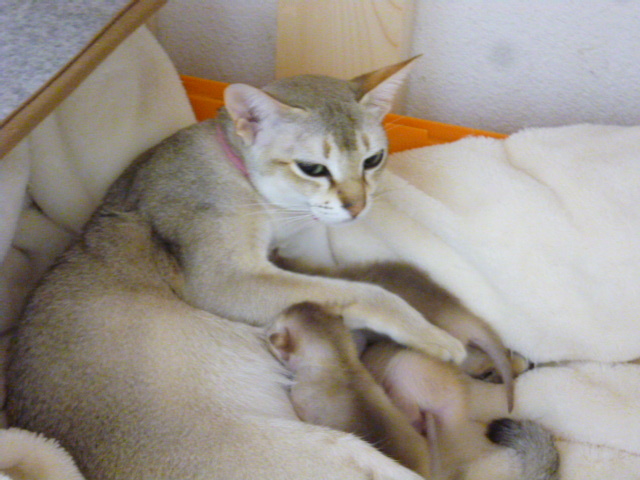 木村家の世界一小さな猫シンガプーラとスコティッシュ猫達の日常-シンガプーラディーナさん、子育て中