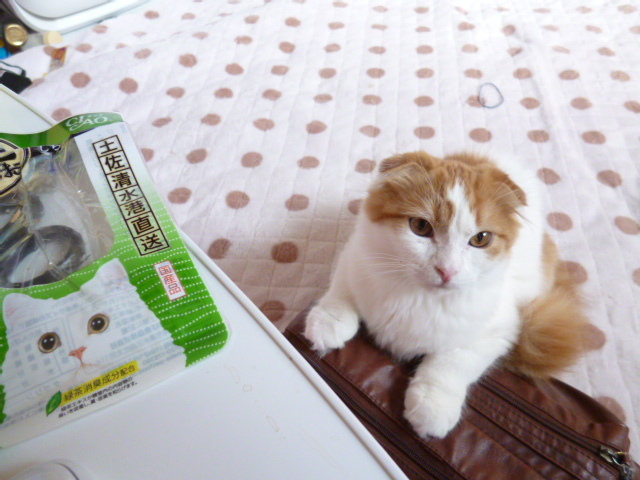 木村家の世界一小さな猫シンガプーラとスコティッシュ猫達の日常-お魚頂戴～待ってる猫さん