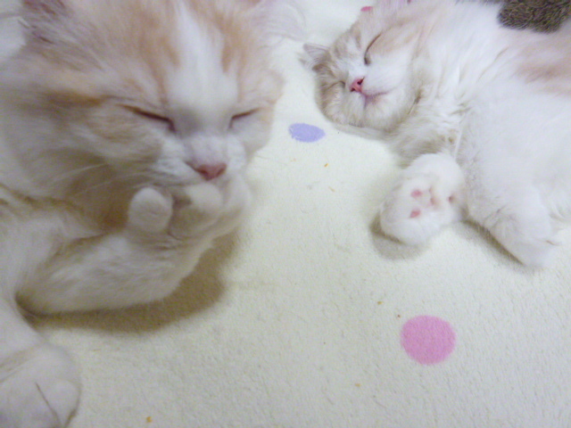 木村家の世界一小さな猫シンガプーラとスコティッシュ猫達の日常-仲良し姉妹なんですよ～♪