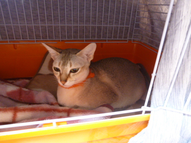 木村家の世界一小さな猫シンガプーラとスコティッシュ猫達の日常-こちらのシンガプーラママさんは、まだ産まれないね