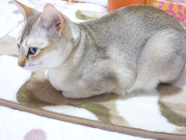 木村家の世界一小さな猫シンガプーラとスコティッシュ猫達の日常-シンガプーラマイペースな子育て