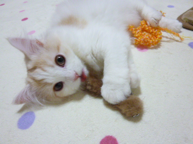 木村家の世界一小さな猫シンガプーラとスコティッシュ猫達の日常-お気にいりのキーホルダー