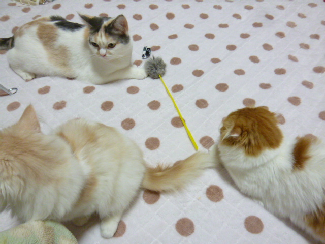 木村家の世界一小さな猫シンガプーラとスコティッシュ猫達の日常-まだ距離をがある３匹です