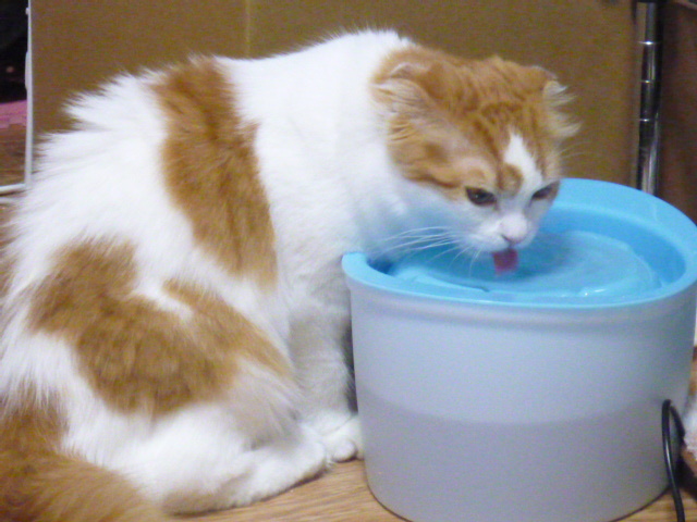 木村家の世界一小さな猫シンガプーラとスコティッシュ猫達の日常-湧き出る水がお好き！