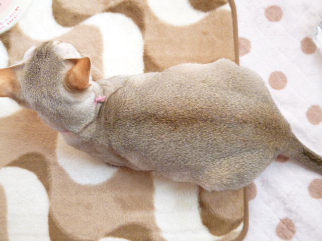 $木村家の世界一小さな猫シンガプーラとスコティッシュ猫達の日常-シンガプーラもう産まれるかな？
