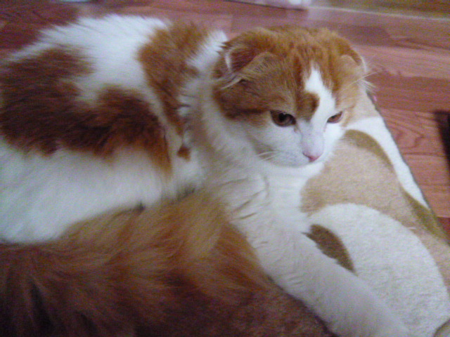 木村家の世界一小さな猫シンガプーラとスコティッシュ猫達の日常-スコティッシュフォールド【マフィン】君