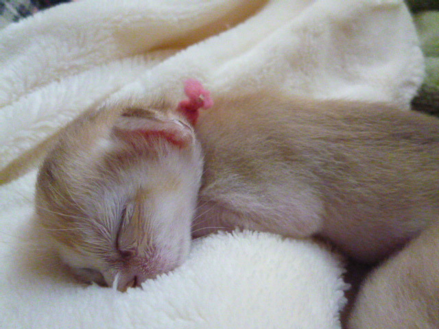 木村家の世界一小さな猫シンガプーラとスコティッシュ猫達の日常-シンガプーラ濃い桃ちゃん