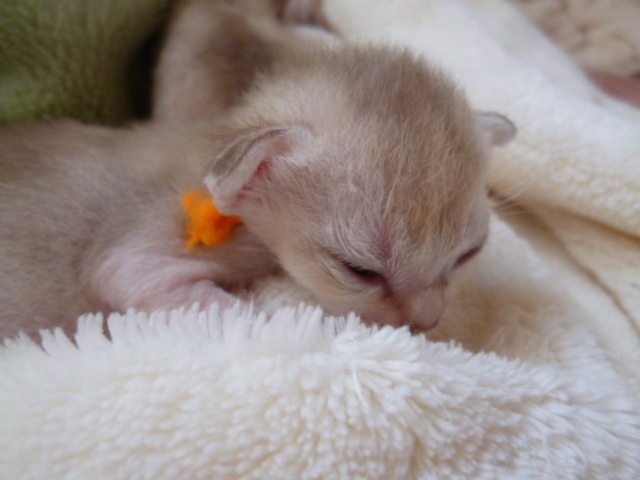 木村家の世界一小さな猫シンガプーラとスコティッシュ猫達の日常-シンガプーラオレンジちゃん