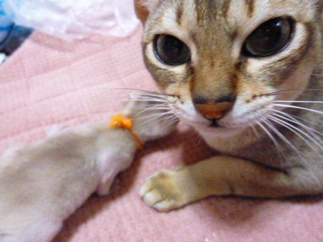 木村家の世界一小さな猫シンガプーラとスコティッシュ猫達の日常-シンガプーラのパパは子育て参加します