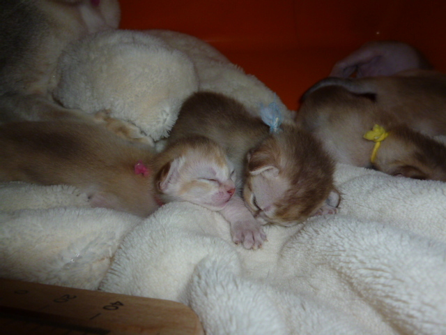 木村家の世界一小さな猫シンガプーラとスコティッシュ猫達の日常-シンガプーラ子猫お昼寝