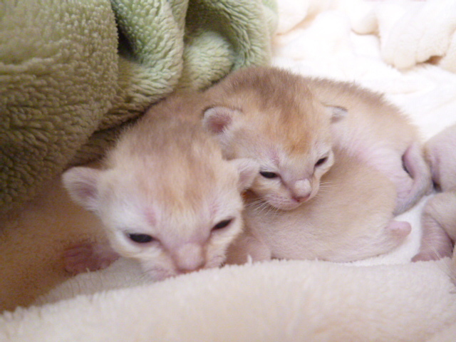 木村家の世界一小さな猫シンガプーラとスコティッシュ猫達の日常-シンガプーラまだまだ赤ちゃんです