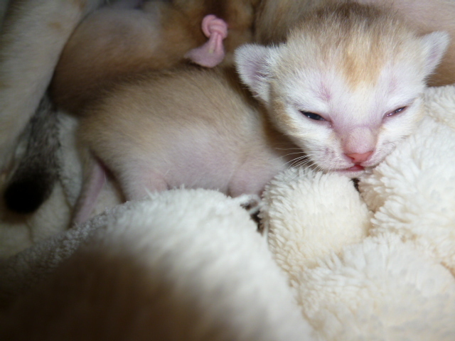木村家の世界一小さな猫シンガプーラとスコティッシュ猫達の日常-1/30産sya-ri-