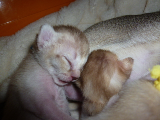 木村家の世界一小さな猫シンガプーラとスコティッシュ猫達の日常-1/30産シャーリー子猫青君