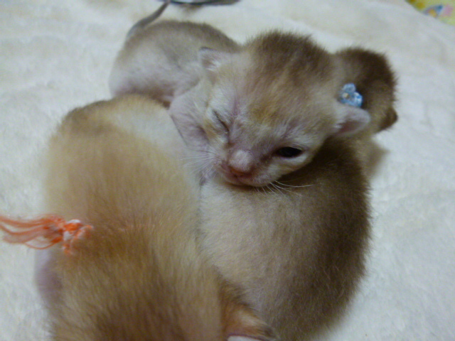 木村家の世界一小さな猫シンガプーラとスコティッシュ猫達の日常-シンガプーラ子猫３匹