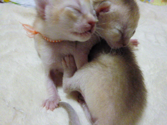 木村家の世界一小さな猫シンガプーラとスコティッシュ猫達の日常-シンガプーラ子猫