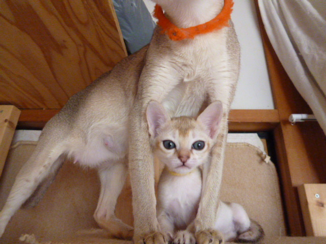 $木村家の世界一小さな猫シンガプーラとスコティッシュ猫達の日常