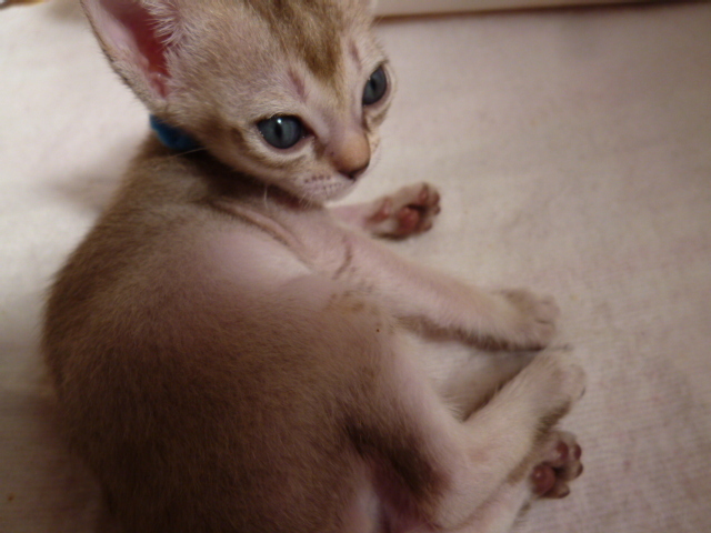 $木村家の世界一小さな猫シンガプーラとスコティッシュ猫達の日常