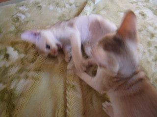 木村家の世界一小さな猫シンガプーラとスコティッシュ猫達の日常.....そして時々チワワ犬♪