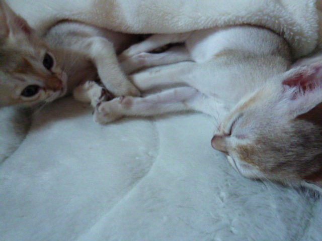 木村家の世界一小さな猫シンガプーラとスコティッシュ猫達の日常.....そして時々チワワ犬♪