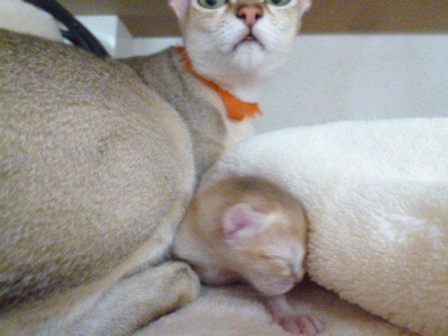 木村家の世界一小さな猫シンガプーラとスコティッシュ猫達の日常