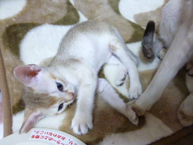 木村家の世界一小さな猫シンガプーラとスコティッシュ猫達の日常-子猫は電気座布団が大好き