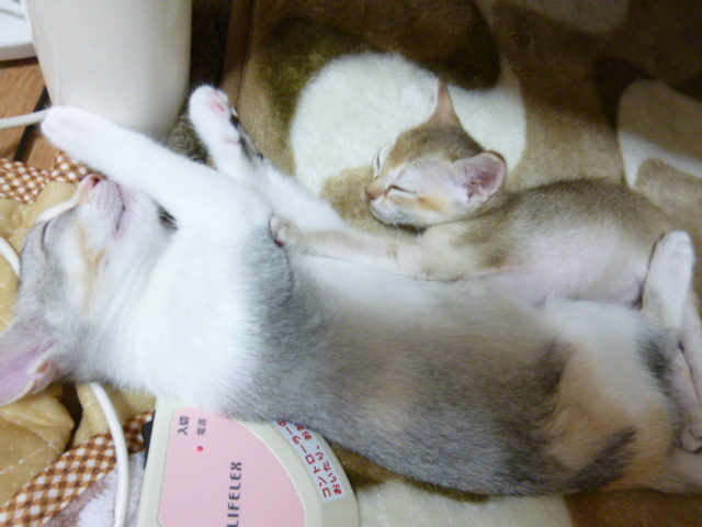 木村家の世界一小さな猫シンガプーラとスコティッシュ猫達の日常-ダイリュートちゃんは、面倒見の良い猫さんです