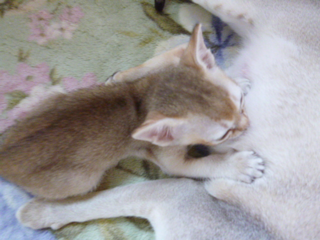 木村家の世界一小さな猫シンガプーラとスコティッシュ猫達の日常-シンガプーラのオス君、ママのおっぱいタイム～♪
