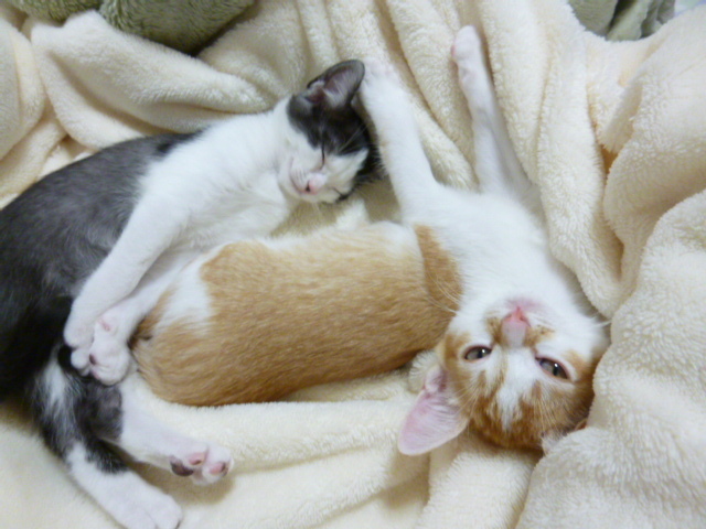 木村家の世界一小さな猫シンガプーラとスコティッシュ猫達の日常-２匹仲良く寝てました