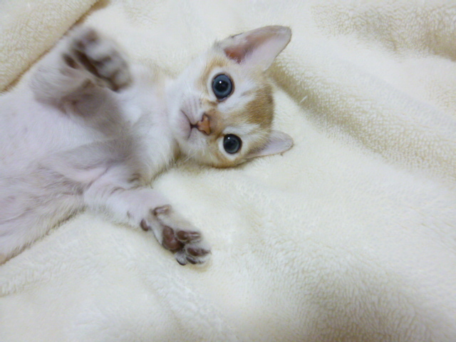 木村家の世界一小さな猫シンガプーラとスコティッシュ猫達の日常-シンガプーラ君赤ちゃん顔とれたかな？
