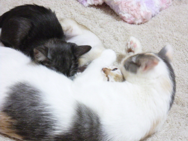 木村家の世界一小さな猫シンガプーラとスコティッシュ猫達の日常-まだ、お乳のんで甘えてるの～