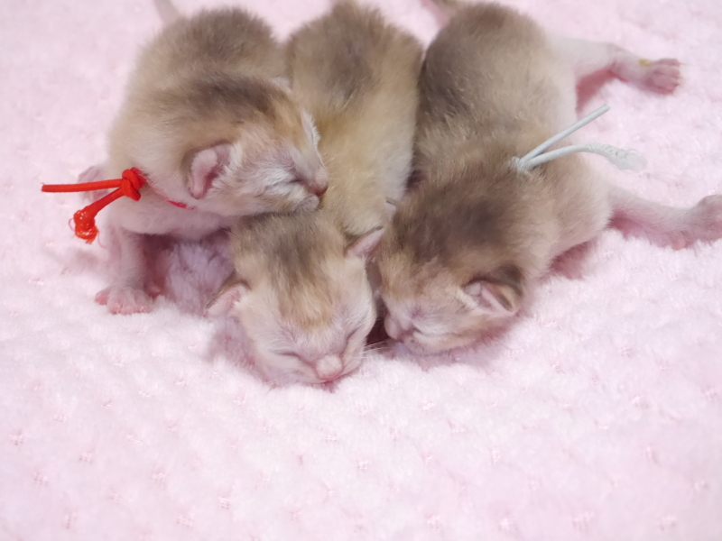 シンガプーラ子猫達4月26日生まれ