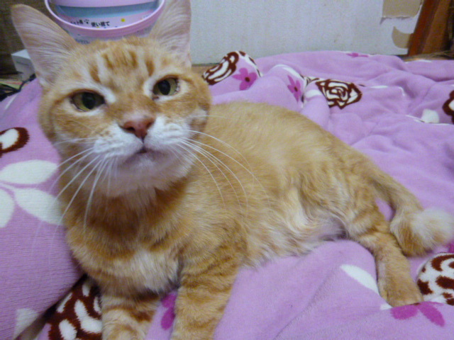 アンファミリー　保護猫　大阪　シンガプーラブリーダー
