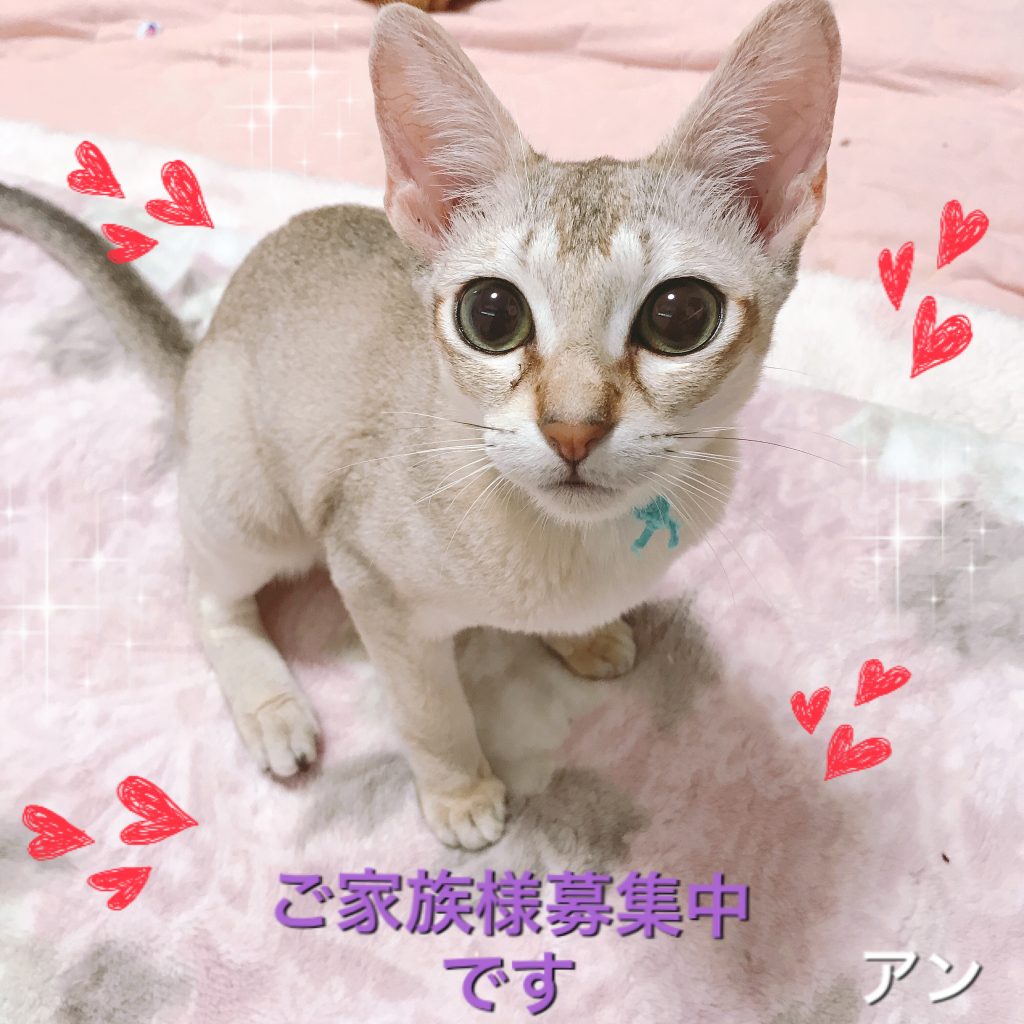 シンガプーラ子猫シンガプーラ販売シンガプーラ大阪シンガプーラ高知