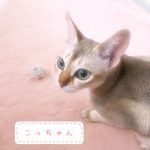シンガプーラシンガプーラ子猫シンガプーラ販売シンガプーラ大阪シンガプーラ関西シンガプーラ高知アンファミリー