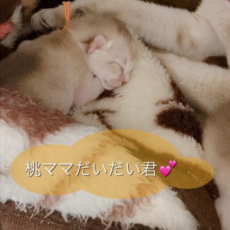 シンガプーラシンガプーラ子猫シンガプーラ販売シンガプーラ大阪シンガプーラ高知シンガプーラブリーダーアンファミリー